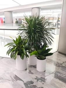 速看！余姚优质植物租摆服务，别错过啦！